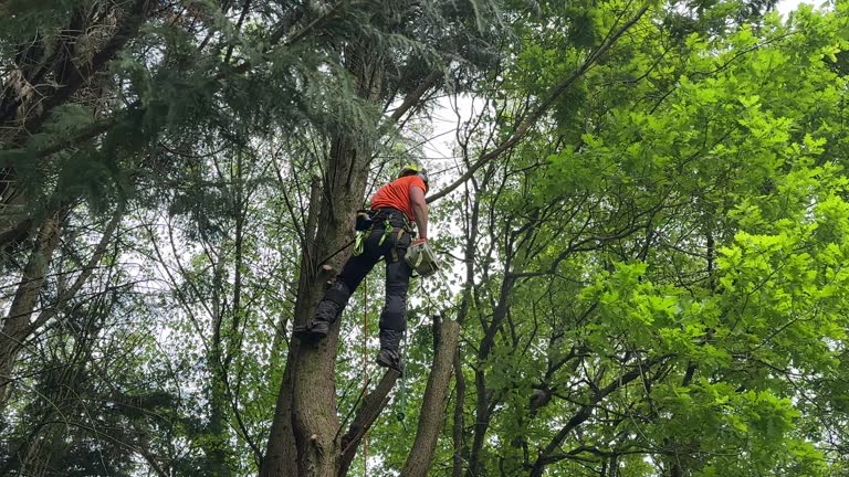 Best Tree and Shrub Care  in USA